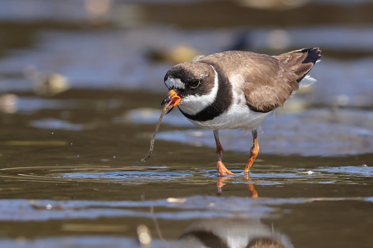 Semipalmated Plover - ML606058831