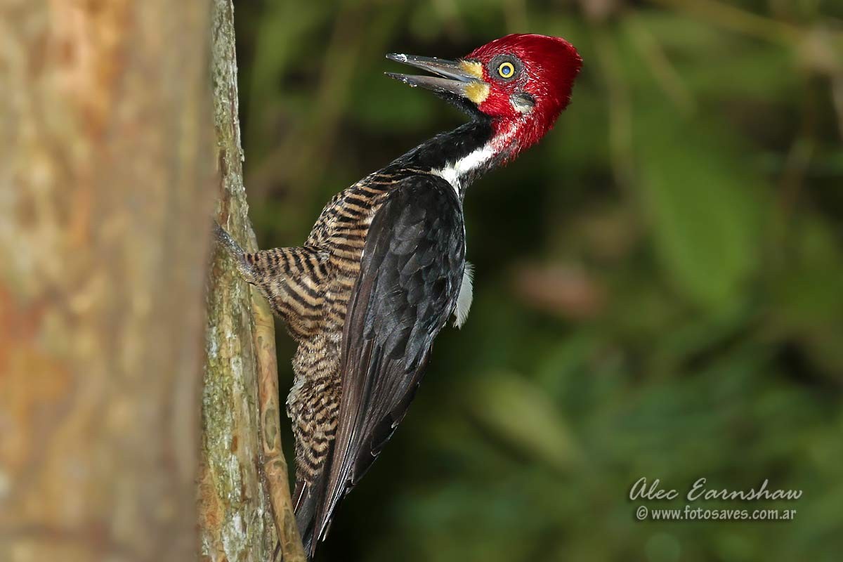 Crimson-crested Woodpecker - ML60606161