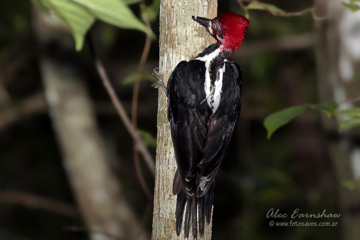 Crimson-crested Woodpecker - ML60606171