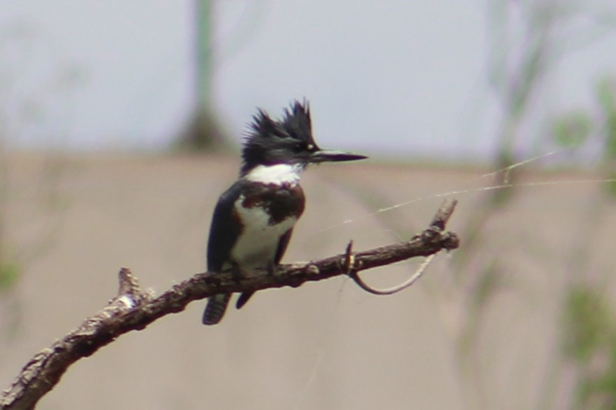 Belted Kingfisher - ML606062861