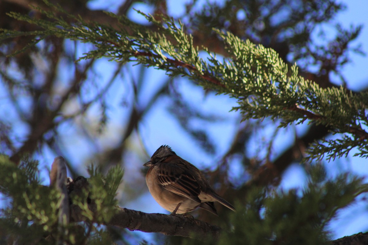 Rufous-collared Sparrow - Natta Camila