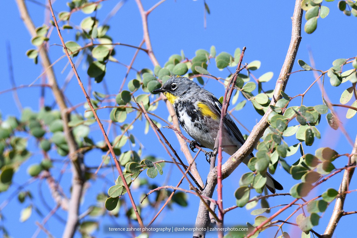 Yellow-rumped Warbler (Audubon's) - ML60607251