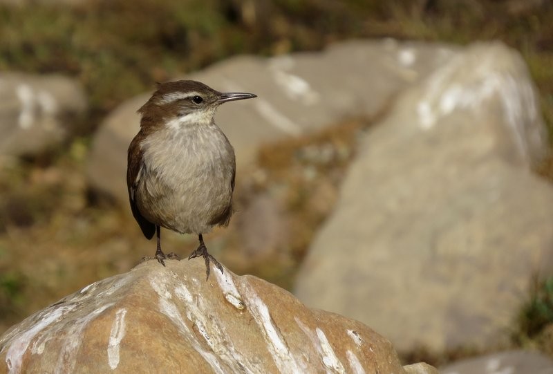 White-winged Cinclodes - Germán Gil