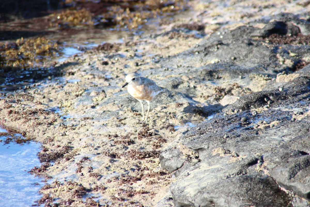 Red-breasted Dotterel - ML60607561
