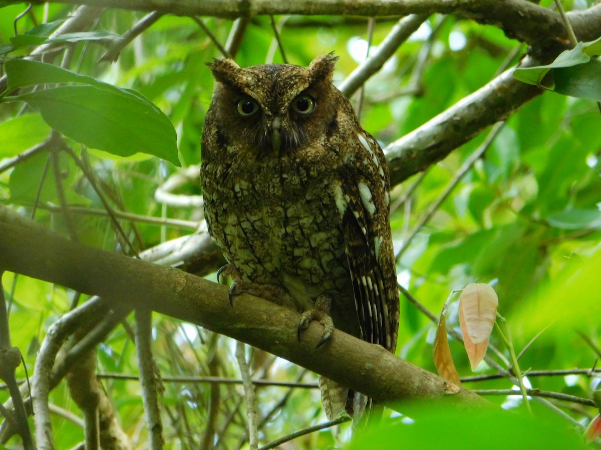 Middle American Screech-Owl - ML60608471
