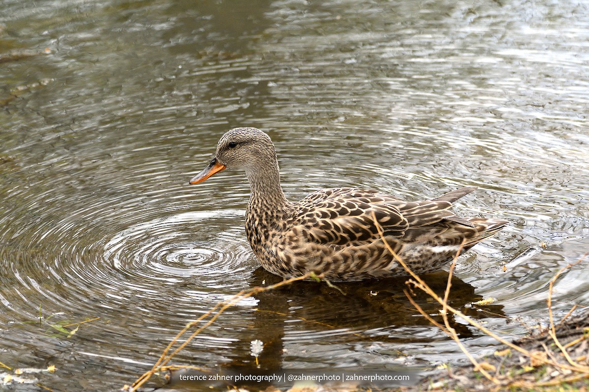 Gadwall - terence zahner