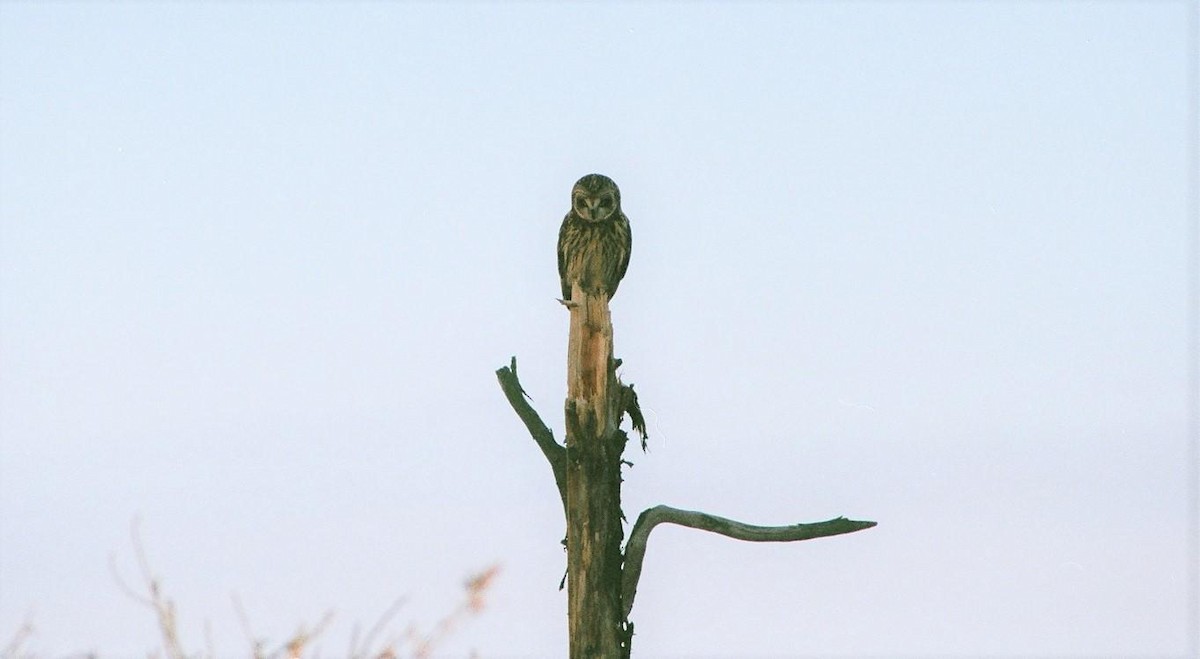 Short-eared Owl - ML606089341