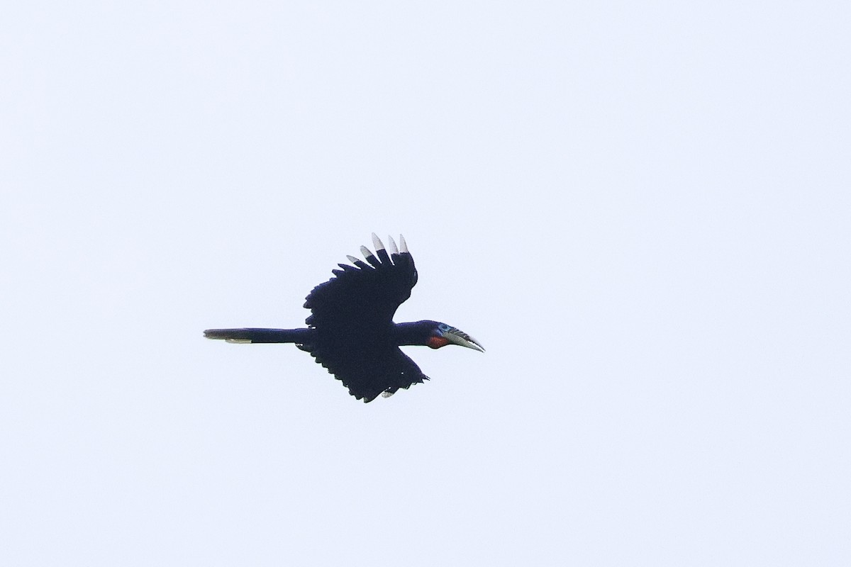 Rufous-necked Hornbill - Krit Adirek