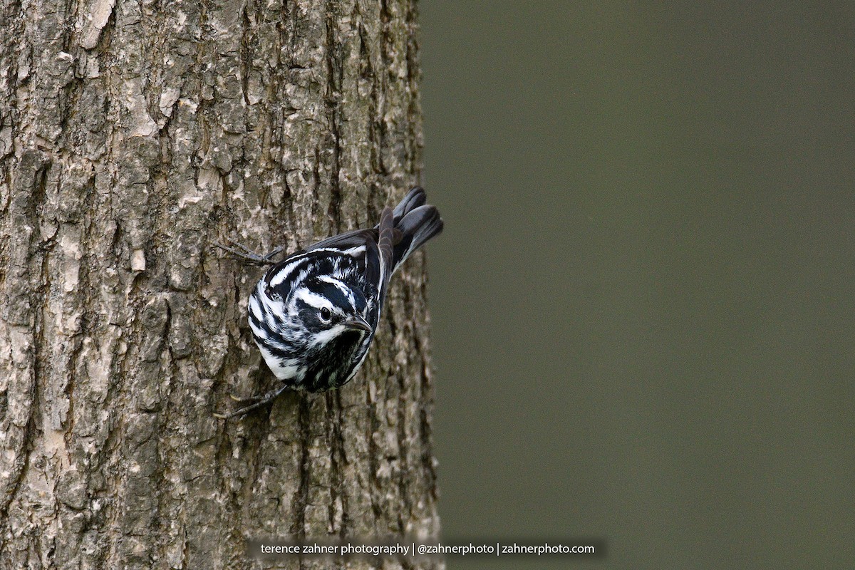 Black-and-white Warbler - ML60609061