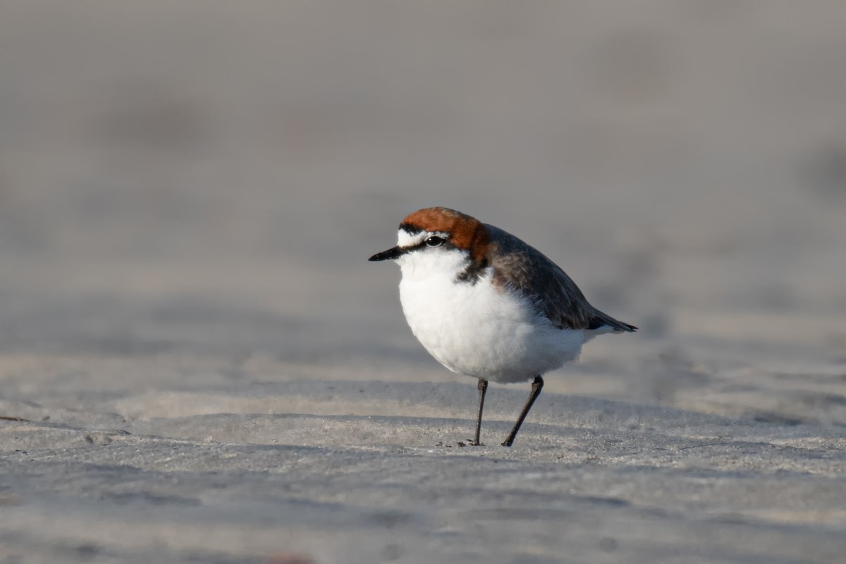 Red-capped Plover - Roger MacKertich