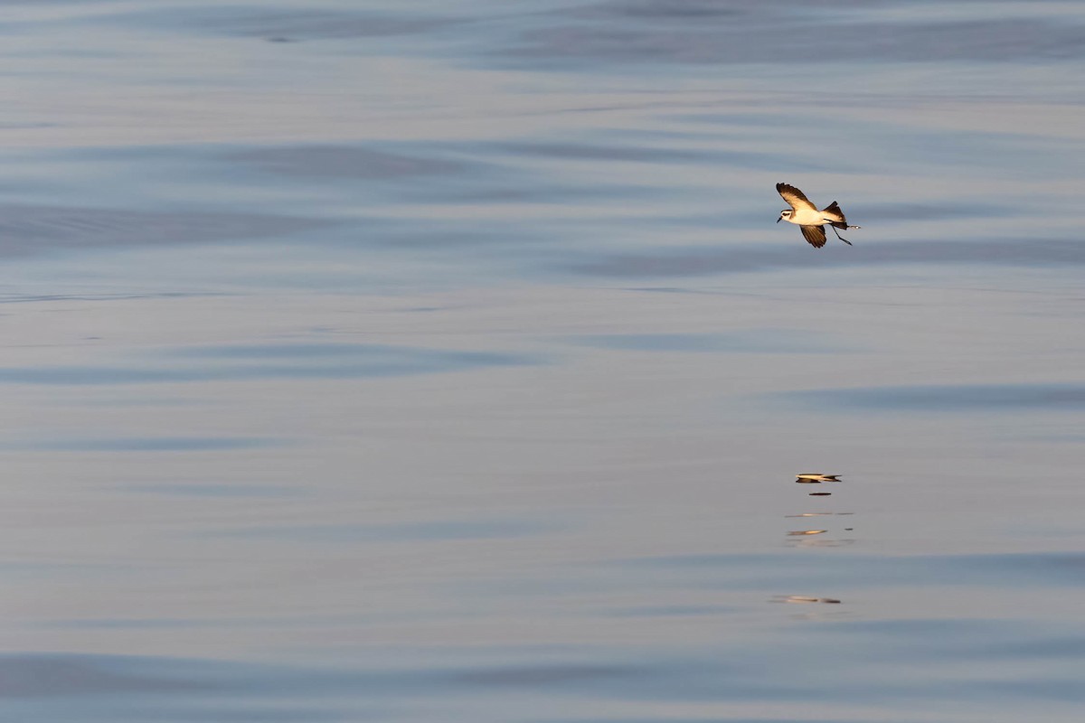 White-faced Storm-Petrel - ML606092401