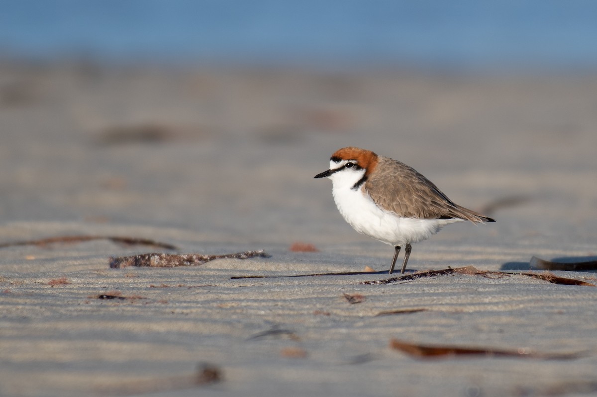 Red-capped Plover - Roger MacKertich