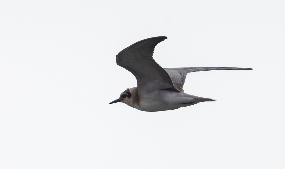 Black Tern - ML606097151