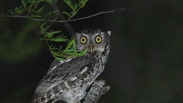 Eastern Screech-Owl (McCall's) - ML606099341