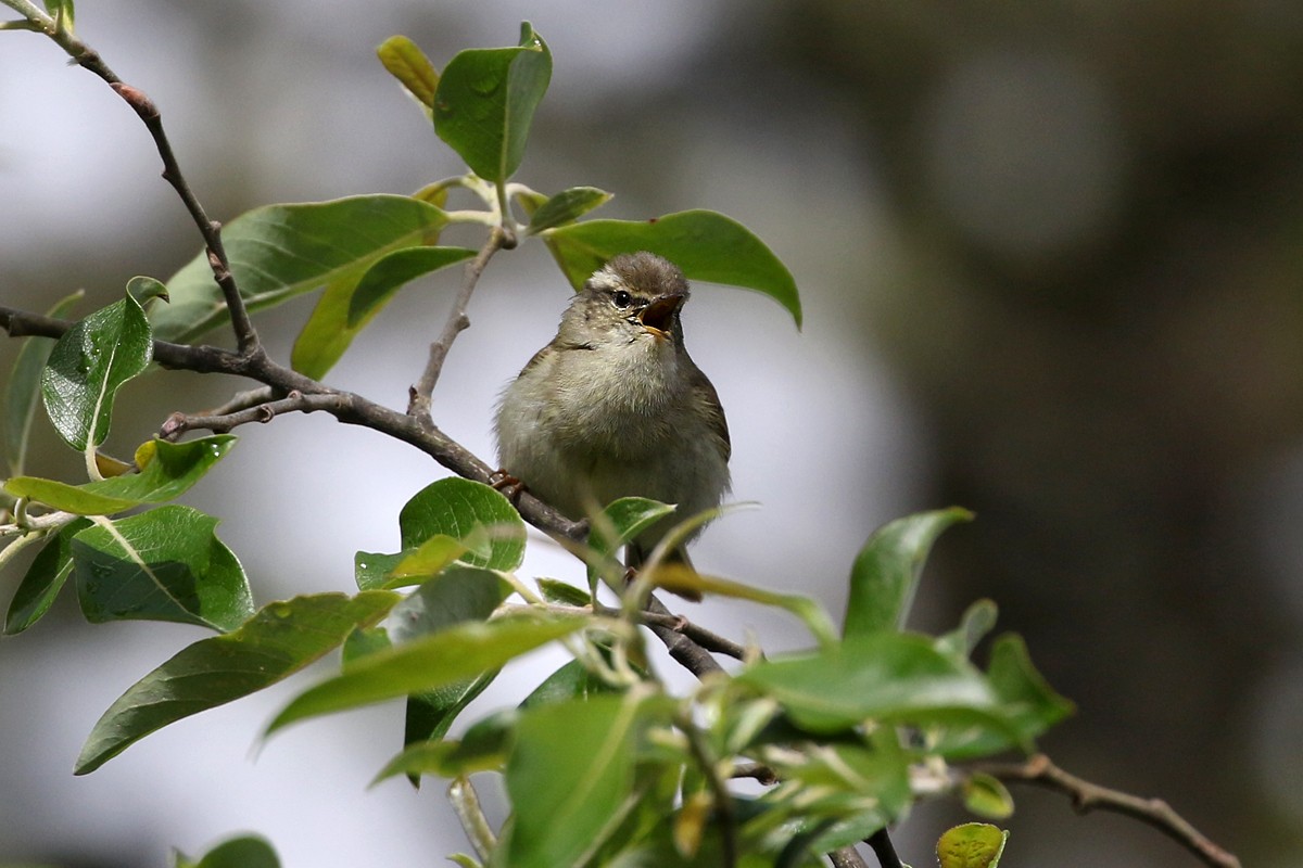 Hume's Warbler - ML60609981