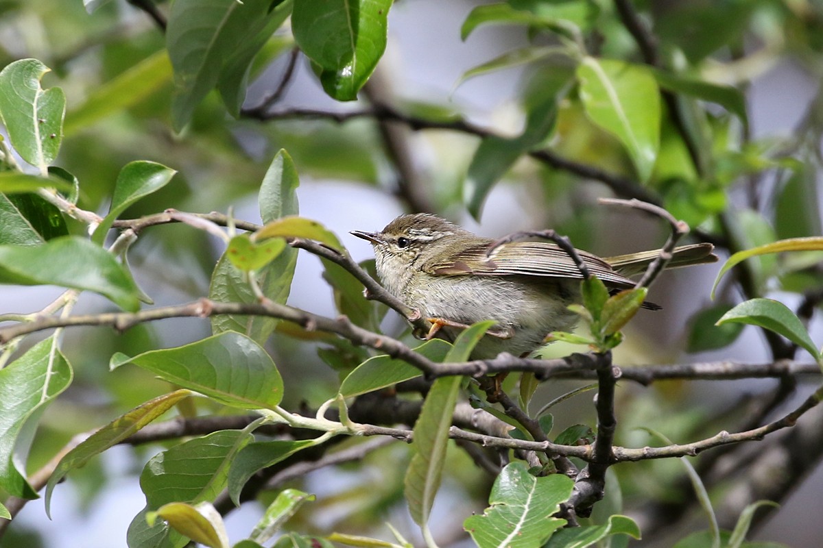 Hume's Warbler - ML60610001