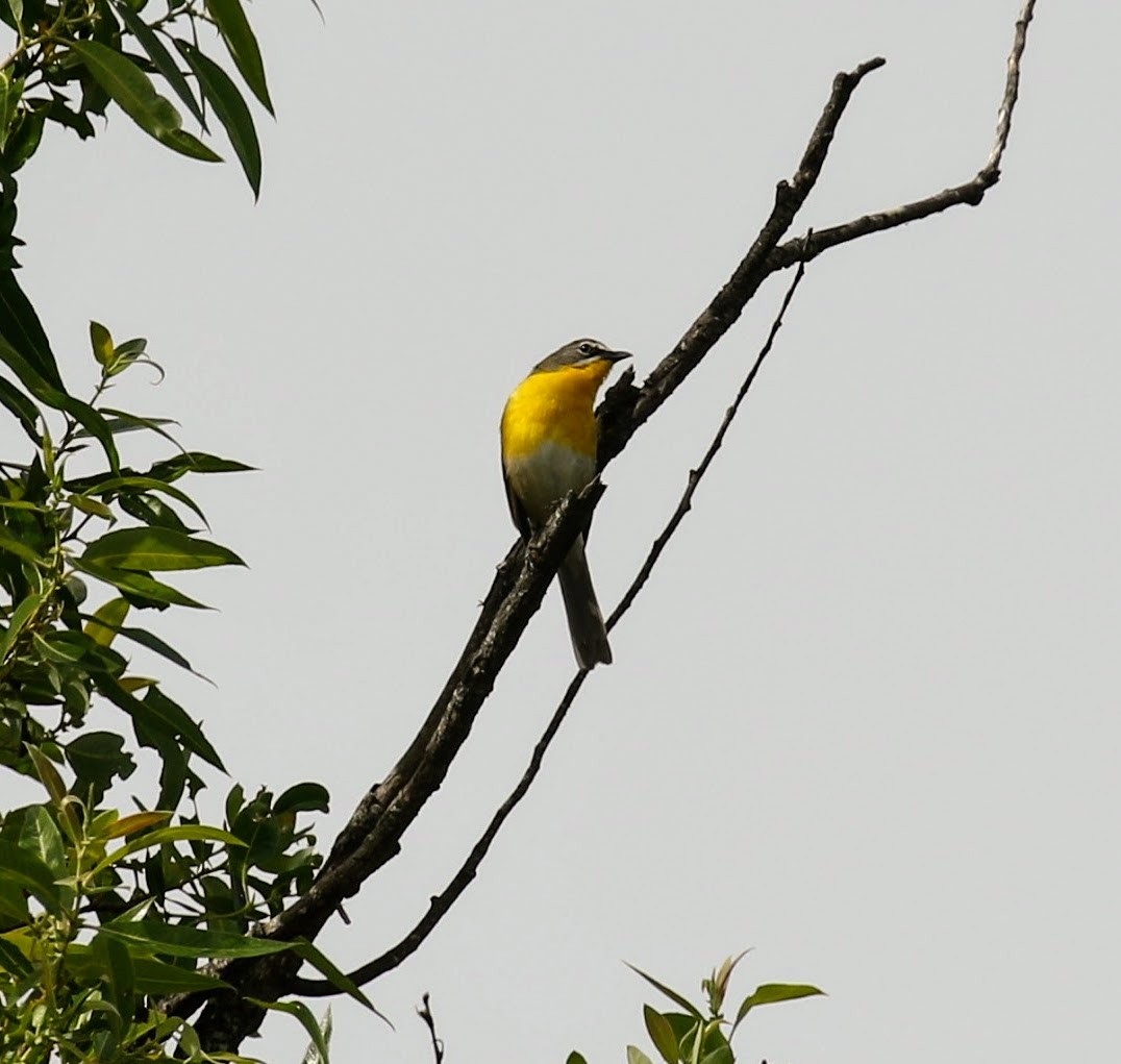 Yellow-breasted Chat - ML60610901