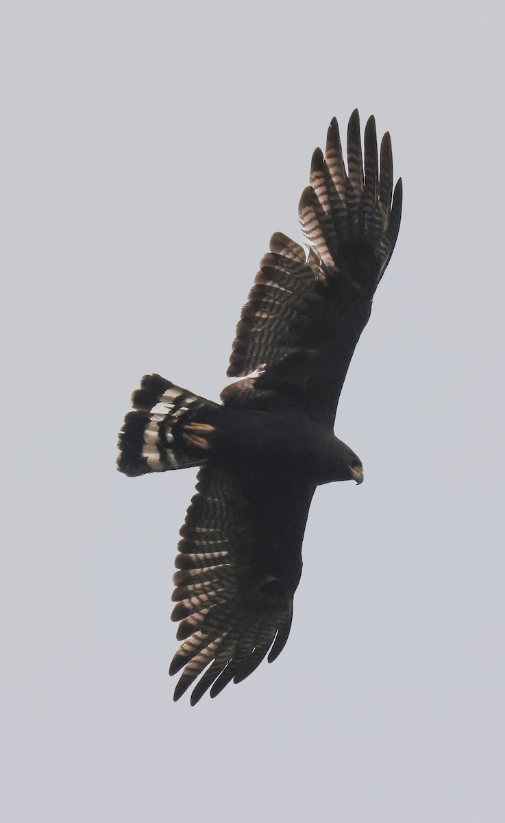 Zone-tailed Hawk - ML606109741