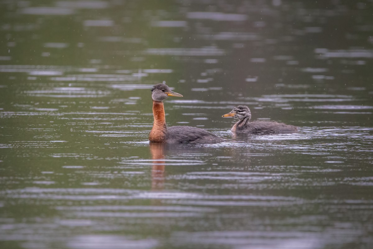 Red-necked Grebe - ML606113771