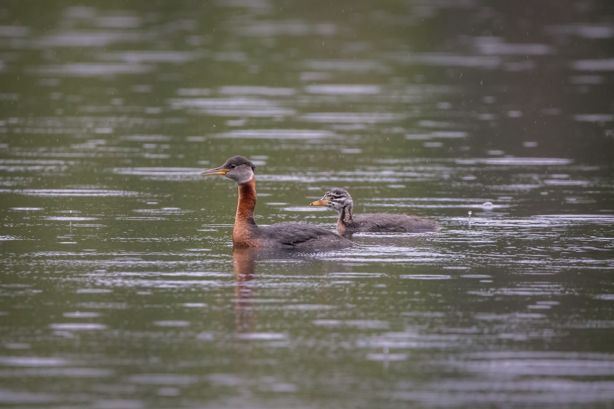 Red-necked Grebe - ML606113781