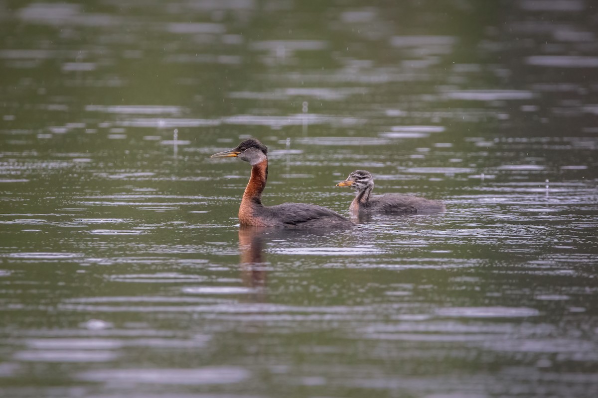 Red-necked Grebe - ML606113791