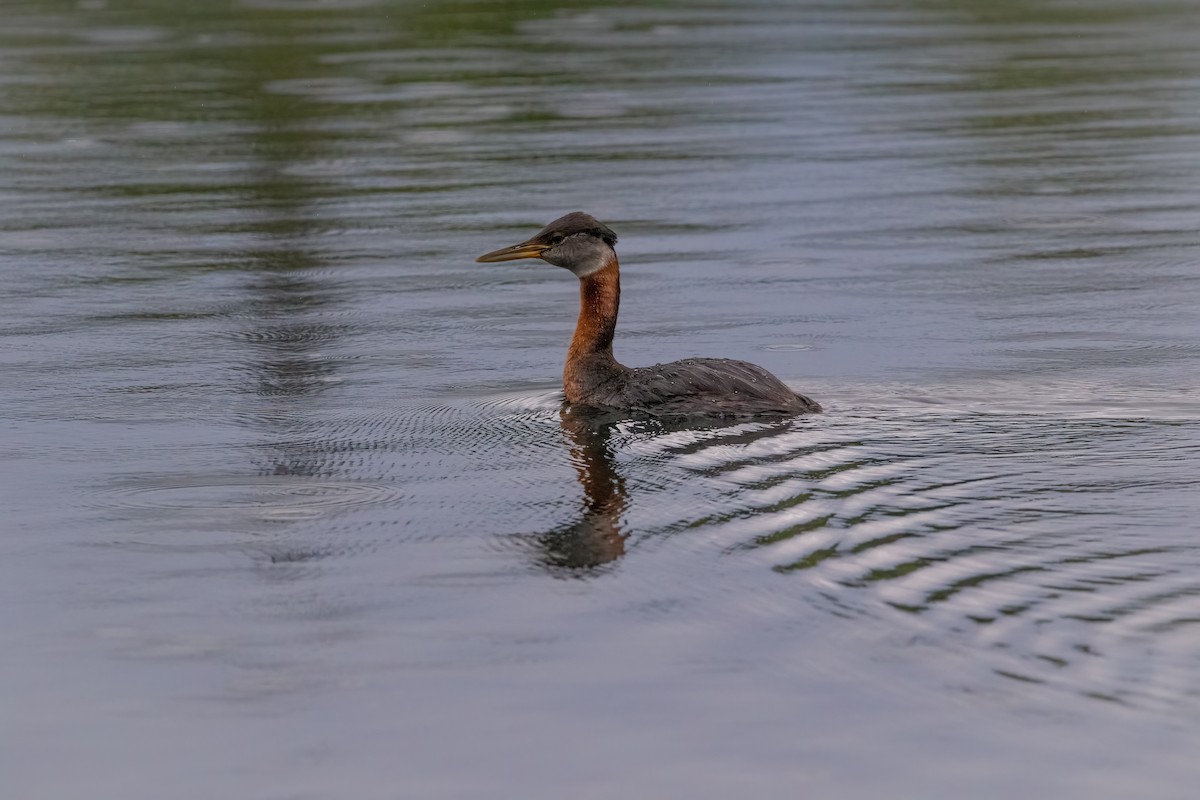 Red-necked Grebe - ML606113801