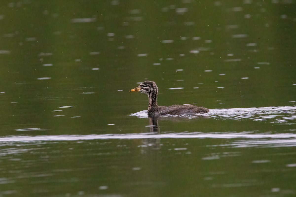Red-necked Grebe - ML606113821