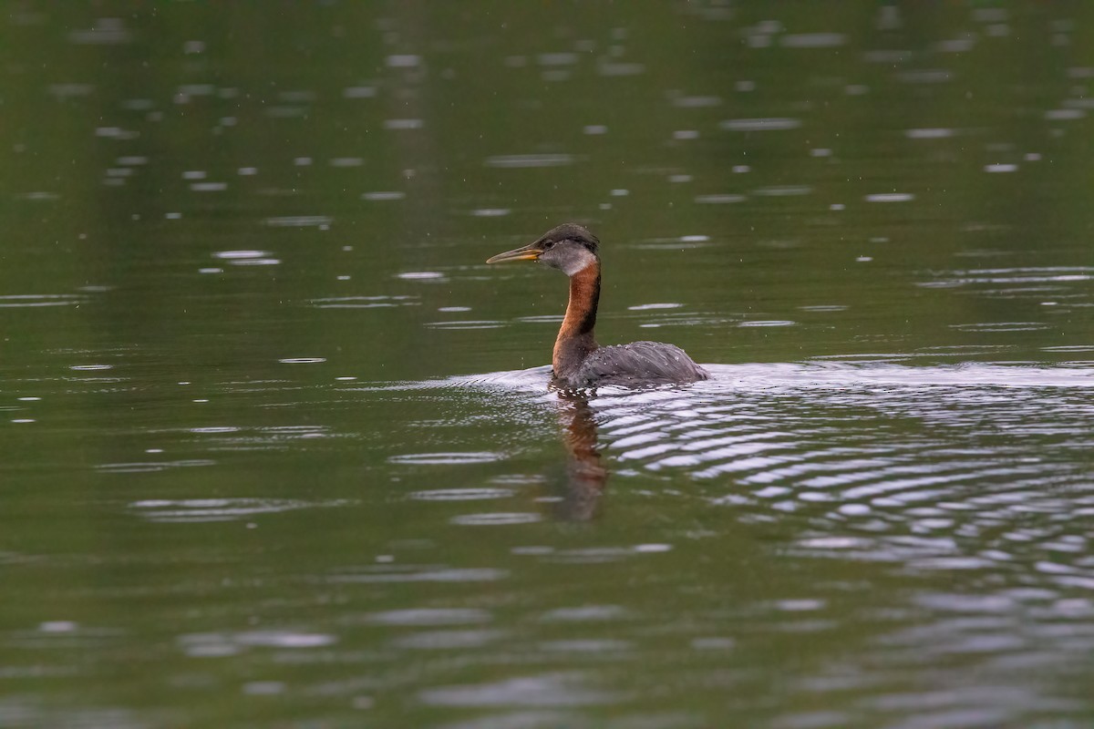 Red-necked Grebe - ML606113831
