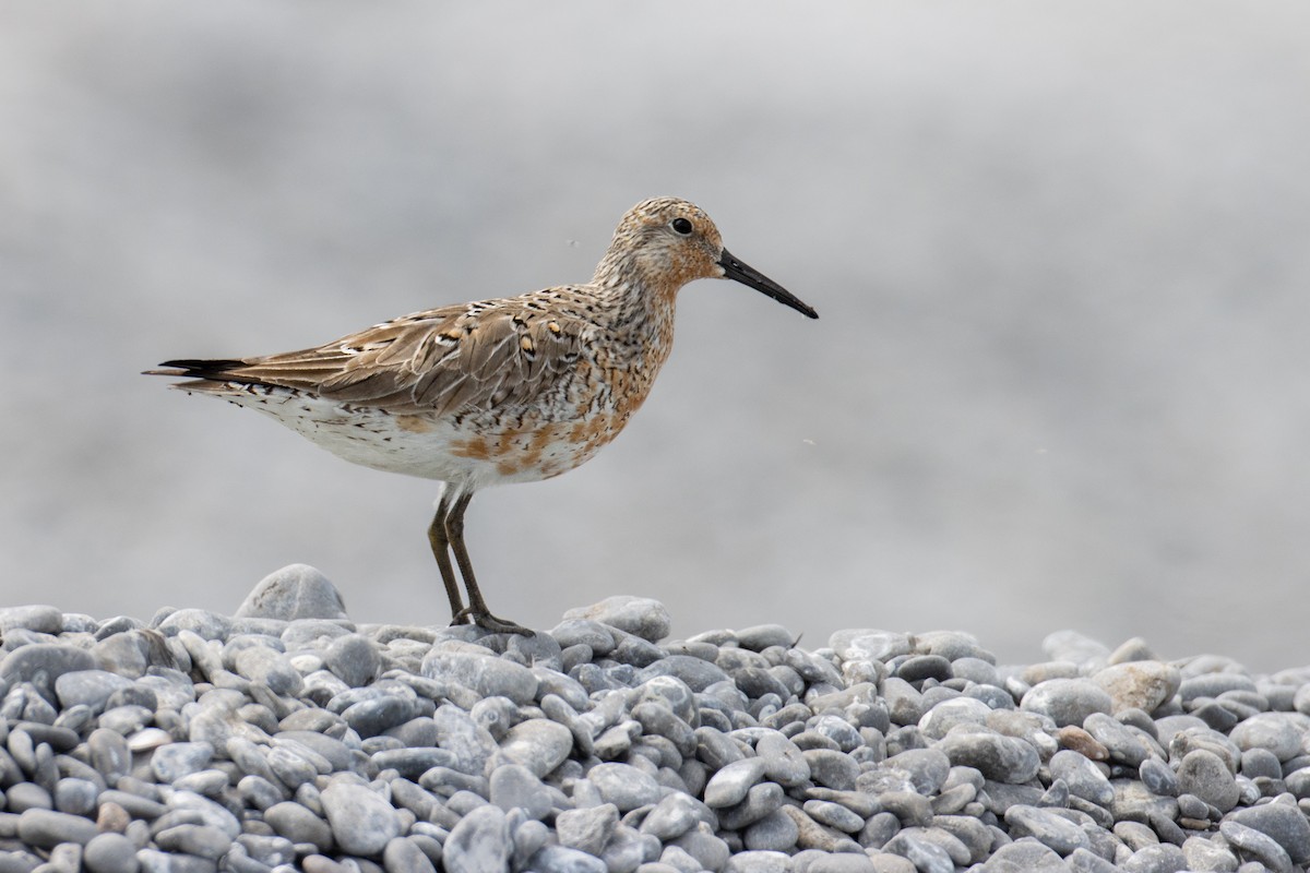 Red Knot - ML606113951