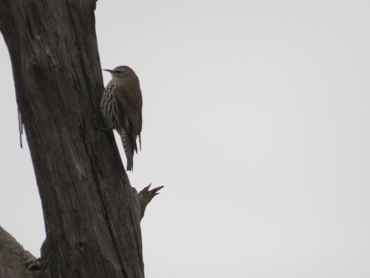 White-browed Treecreeper - ML606115091