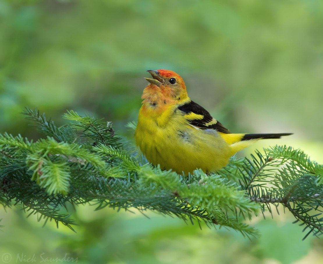 Western Tanager - ML60611551