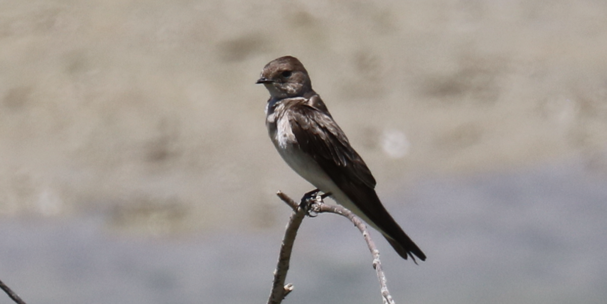 Northern Rough-winged Swallow - ML606118631