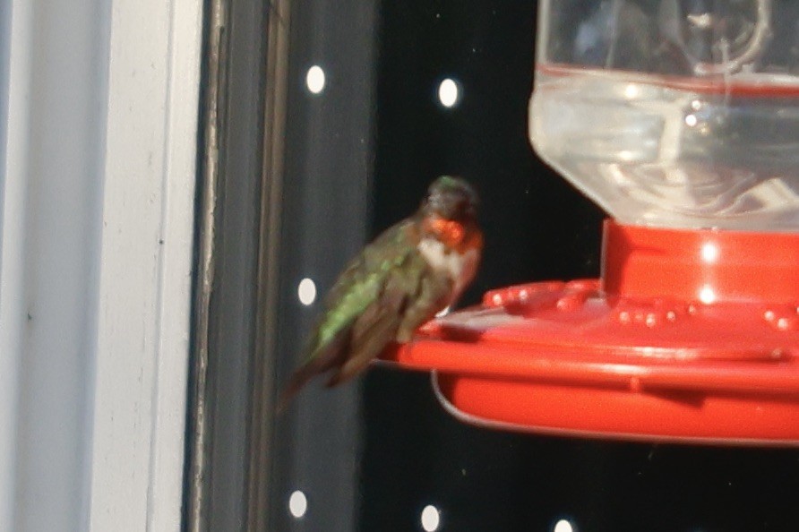 Ruby-throated Hummingbird - ML606121731