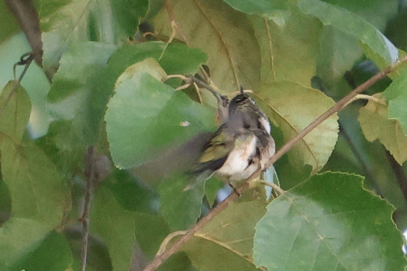 Ruby-throated Hummingbird - ML606121751