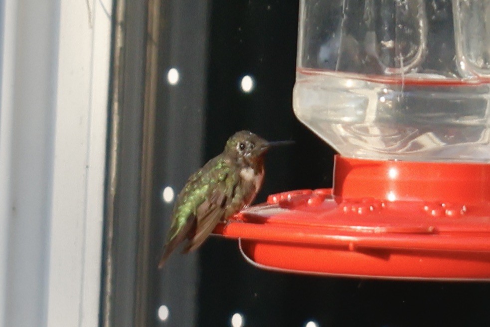 Ruby-throated Hummingbird - ML606121801