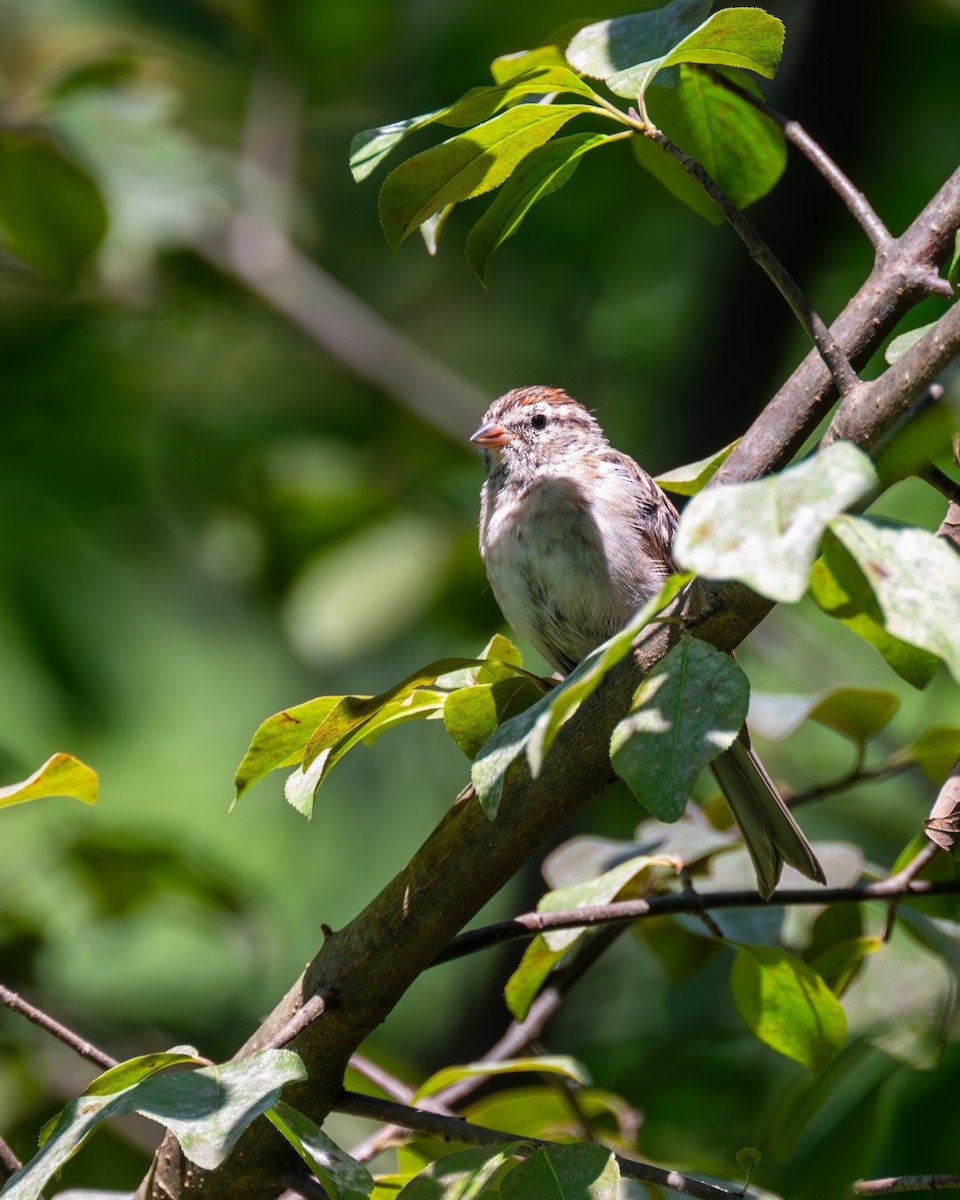 Chipping Sparrow - ML606123301