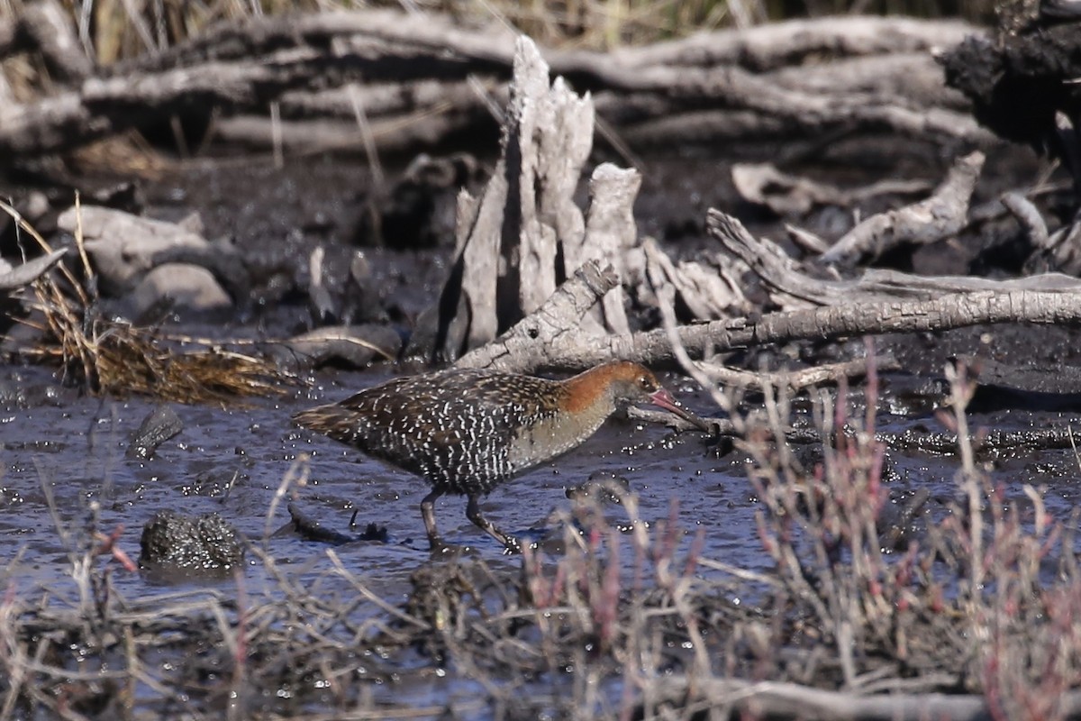 Ebird Australia Checklist Aug Pirrita Island Nature Reserve