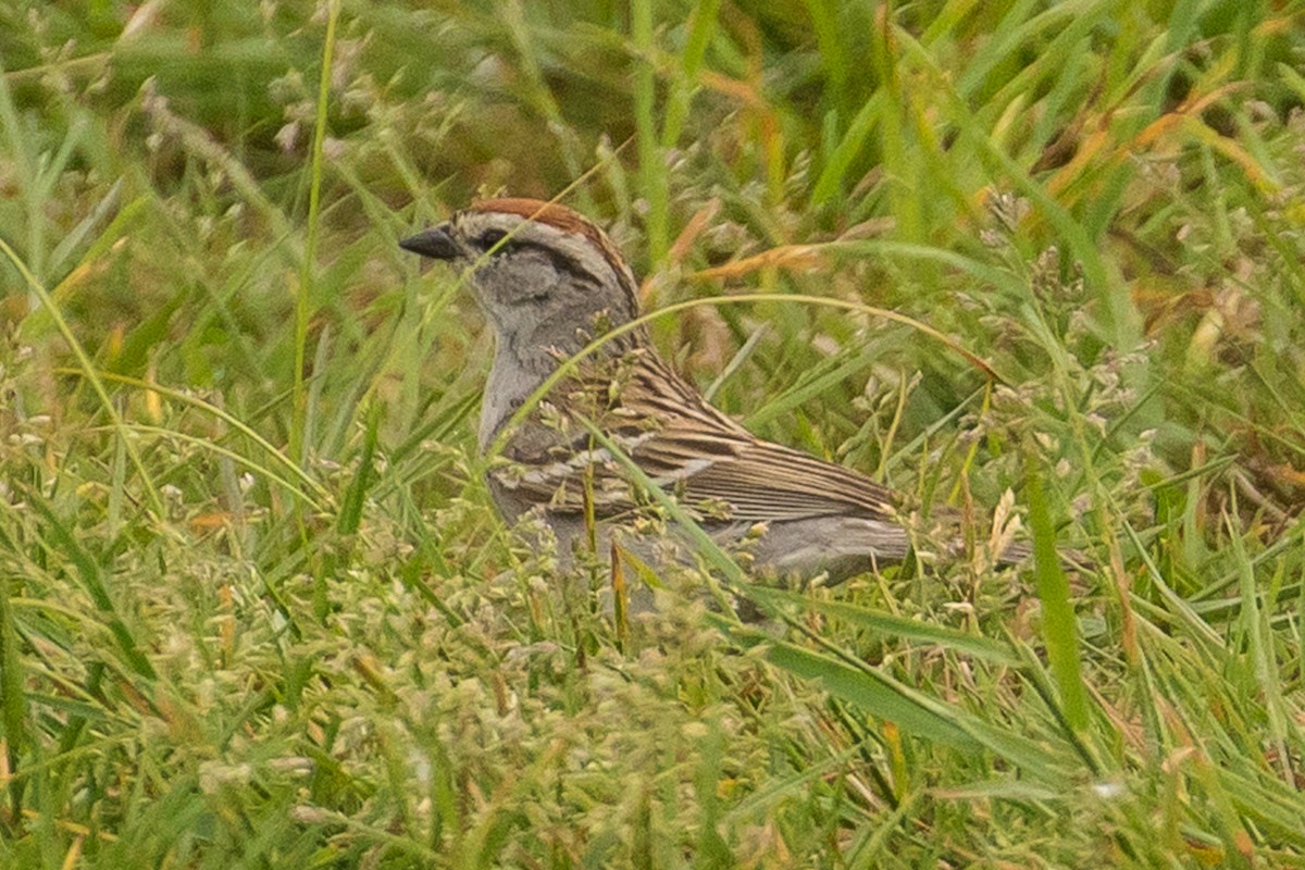 Chipping Sparrow - ML60612391