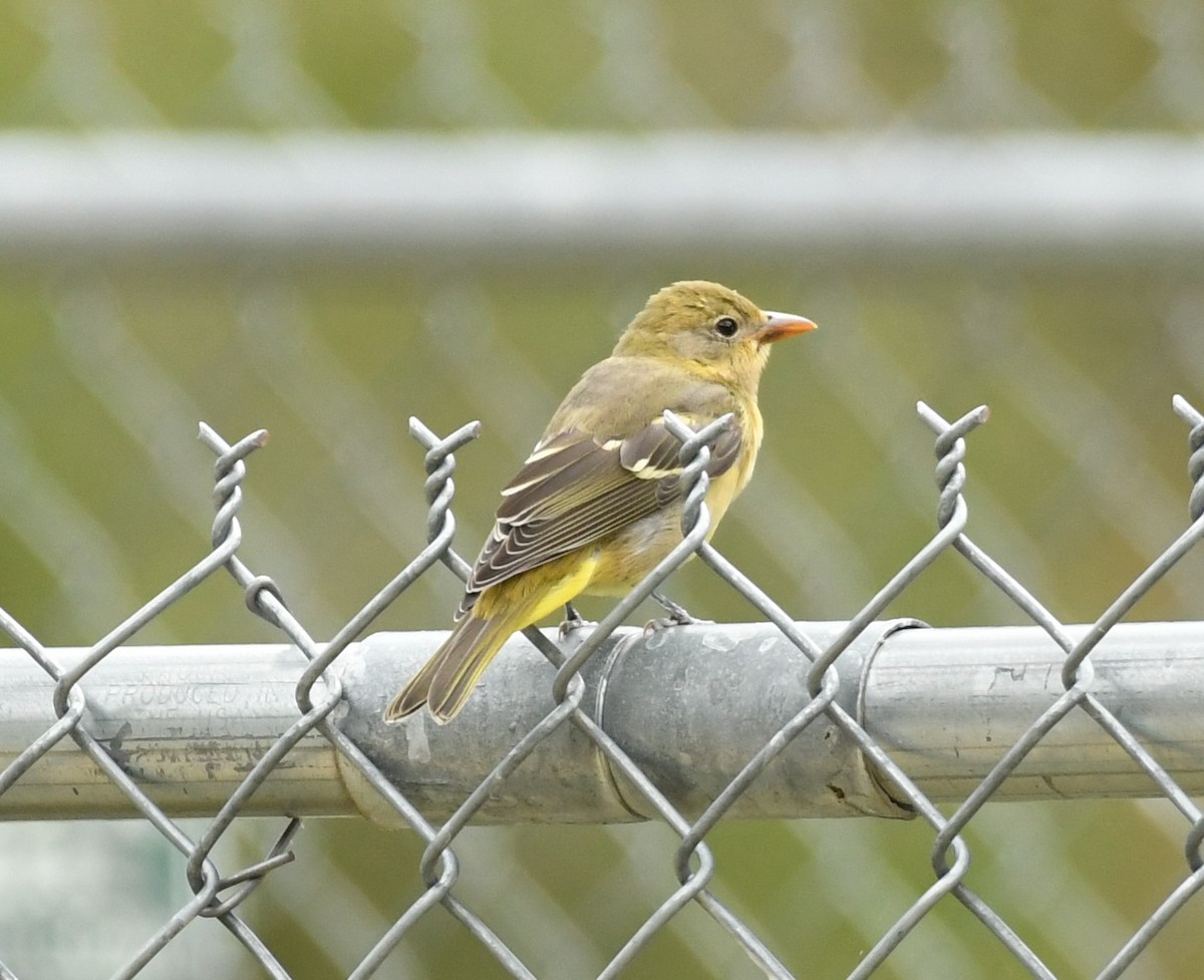 Western Tanager - ML606128291