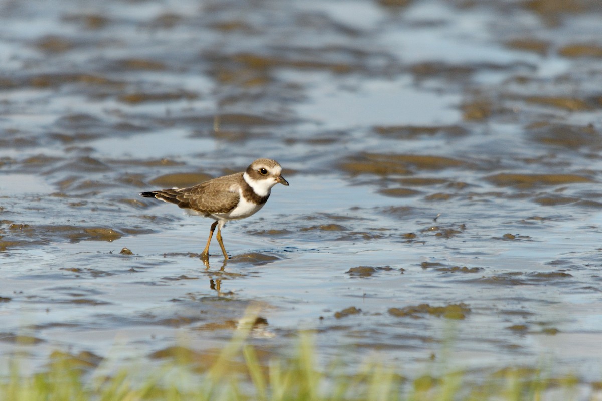 Semipalmated Plover - ML606132011