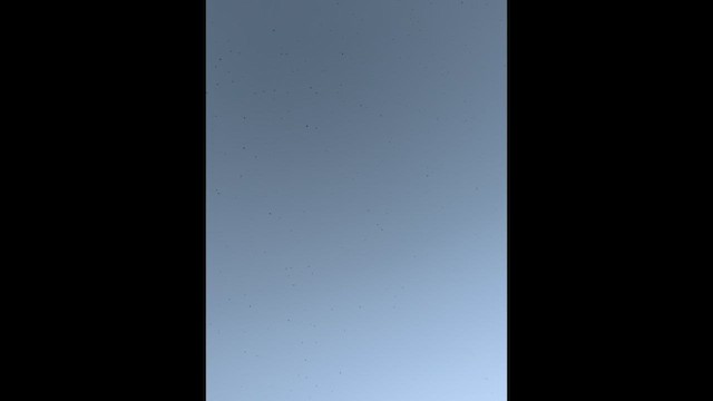 Büyük Mor Kırlangıç (subis/arboricola) - ML606132381
