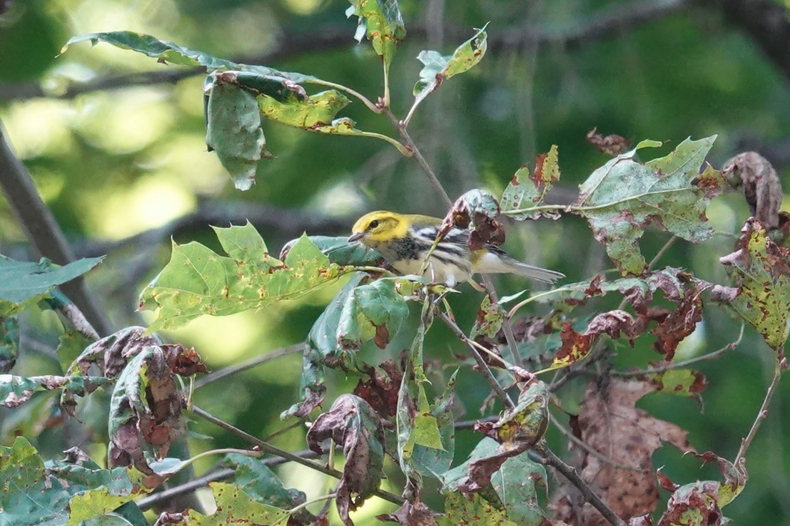 Black-throated Green Warbler - ML606133521