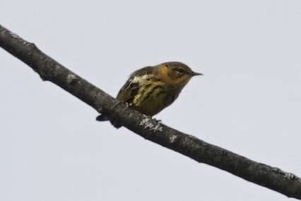 Cape May Warbler - ML606135911