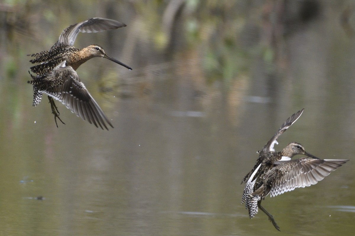 Long-billed Dowitcher - ML606141371