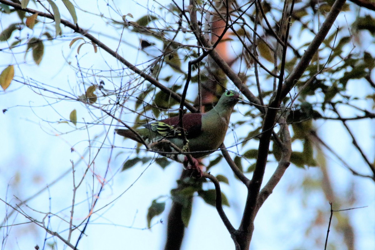 Thick-billed Green-Pigeon - ML60614201