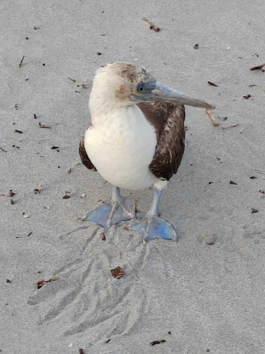 Blue-footed Booby - ML606142161