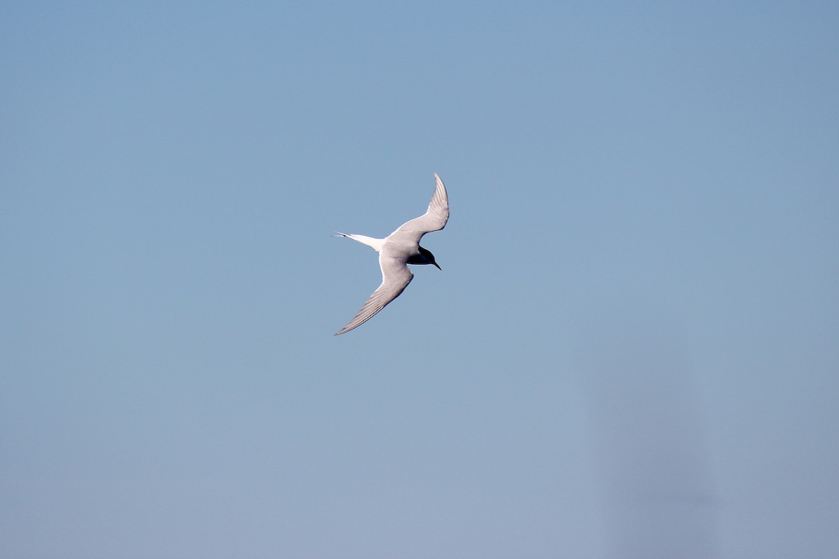 Arctic Tern - Kayla Arey