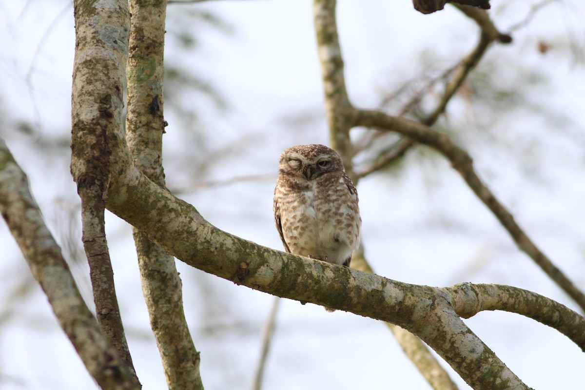 Spotted Owlet - Thomas Plath