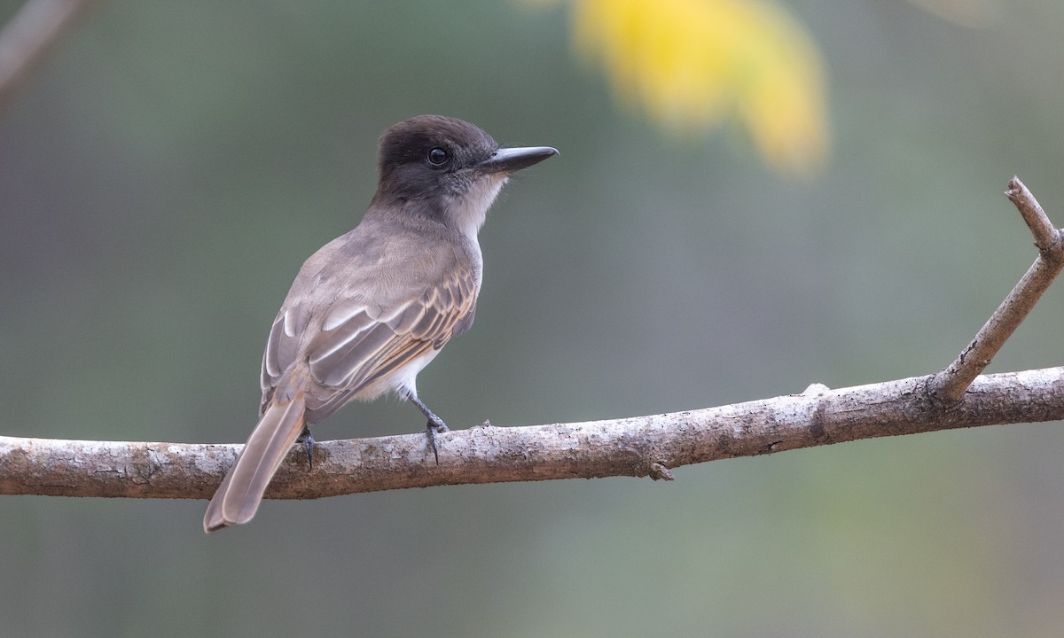 Loggerhead Kingbird (Hispaniolan) - Zak Pohlen