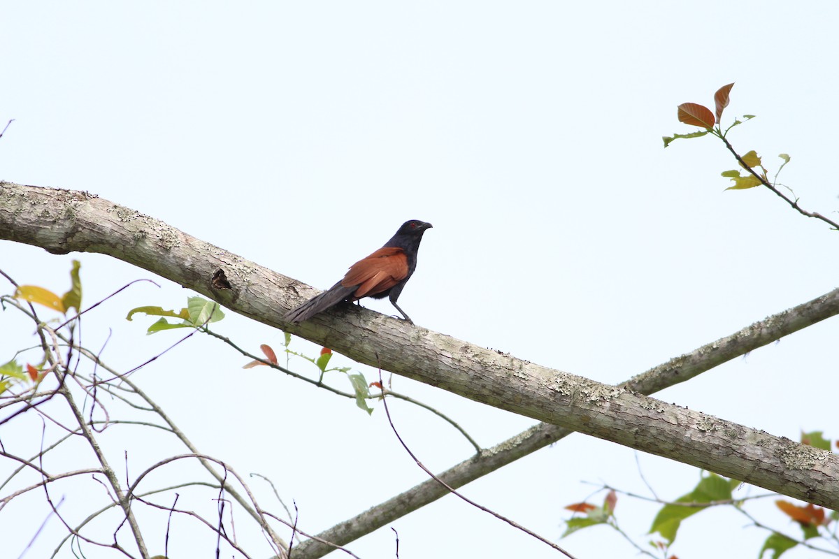 Greater Coucal - Thomas Plath
